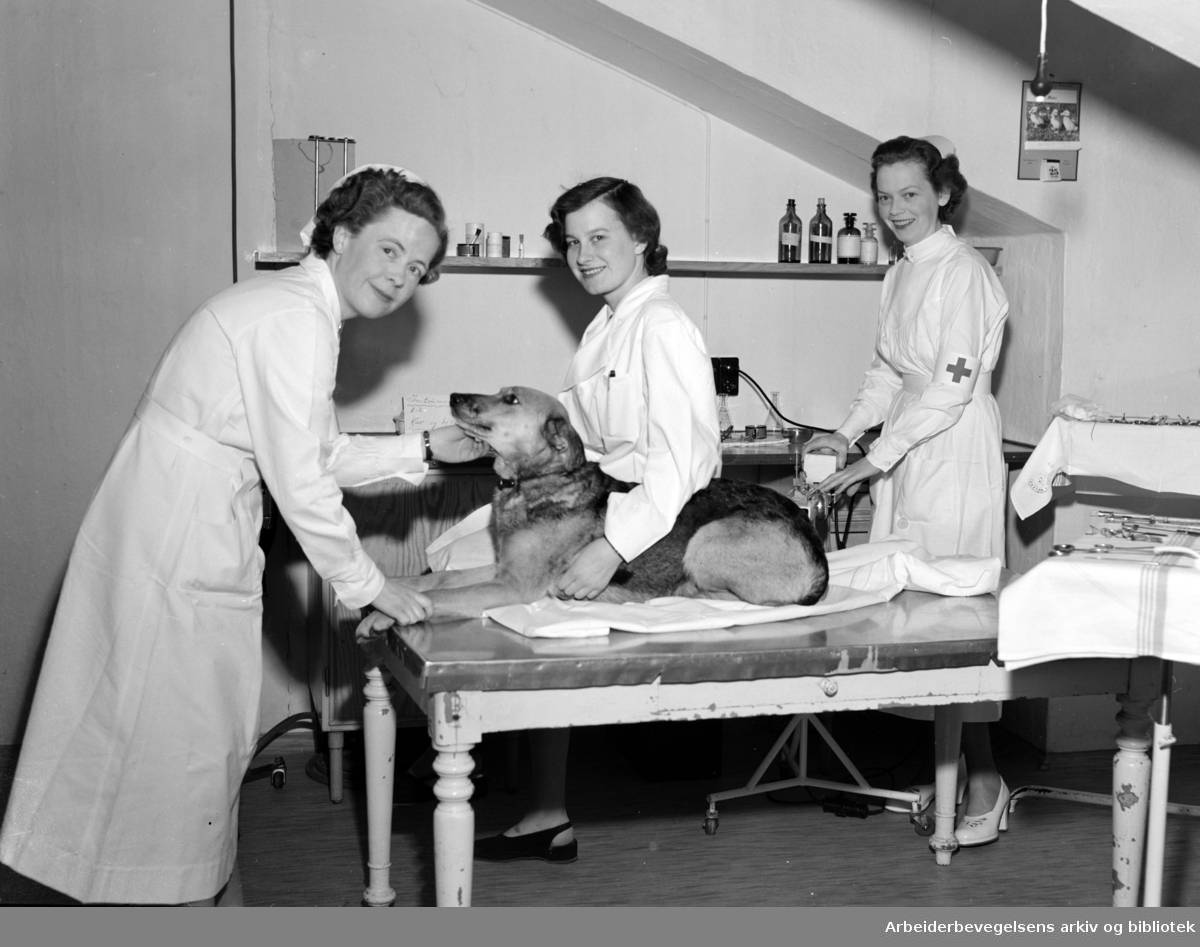 Institutt for eksperimentell medisinsk forskning (IEMF). Fra venstre: sjefsøster Aud Vogt, teknisk assistent Bergliot Andersen og søster Mona Nilsen. I midten, sjeferen "Topsy" som klarer seg utmerket med bare en kvart nyre. Mars 1954