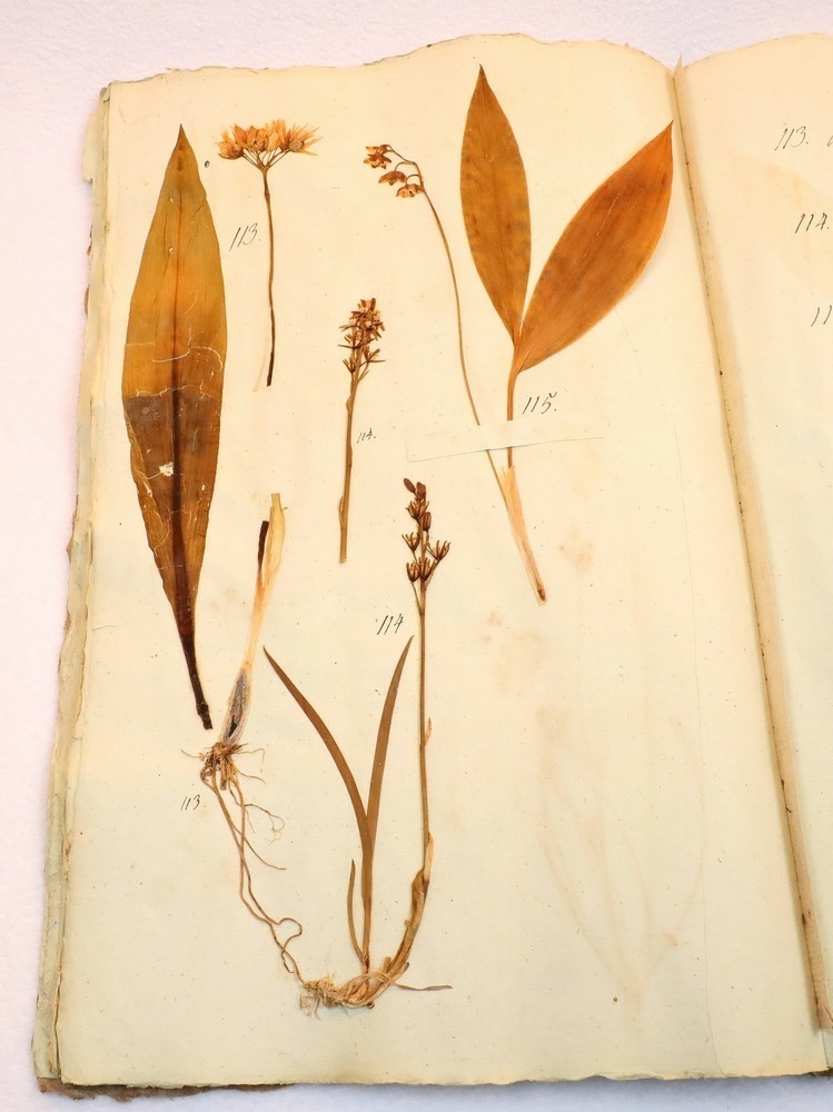 Plante nr. 115 frå Ivar Aasen sitt herbarium.  