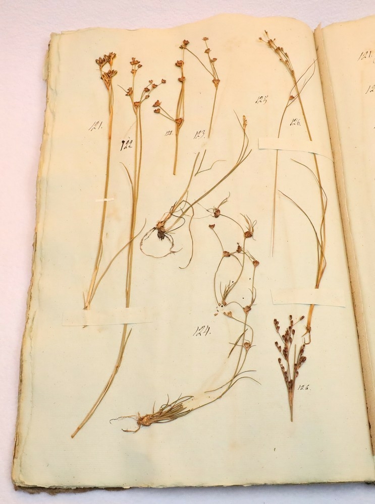 Plante nr. 126 frå Ivar Aasen sitt herbarium.  
