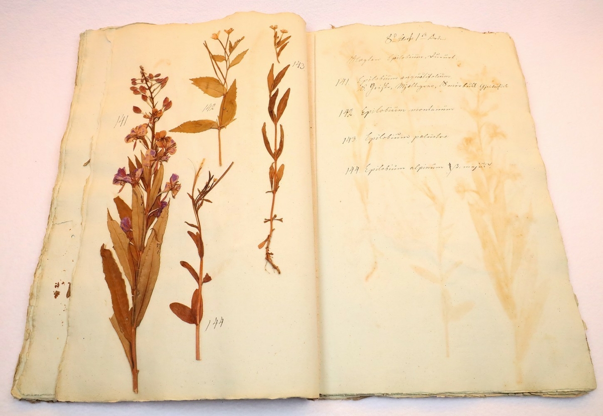 Plante nr. 144 frå Ivar Aasen sitt herbarium.  
