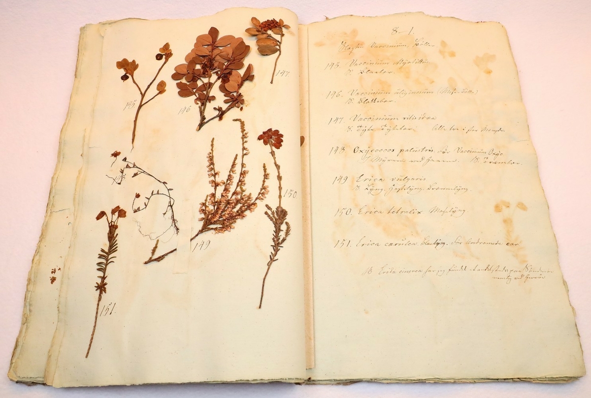 Plante nr. 148 frå Ivar Aasen sitt herbarium.  