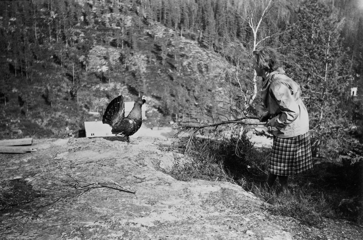 Kari Hollerud forsvarer seg mot en tam tiur, som holdt til i nærheten av butikken til Reidar Juvet. Nordbygda i Eggedal. Uten år. Antagelig 1950-årene.
