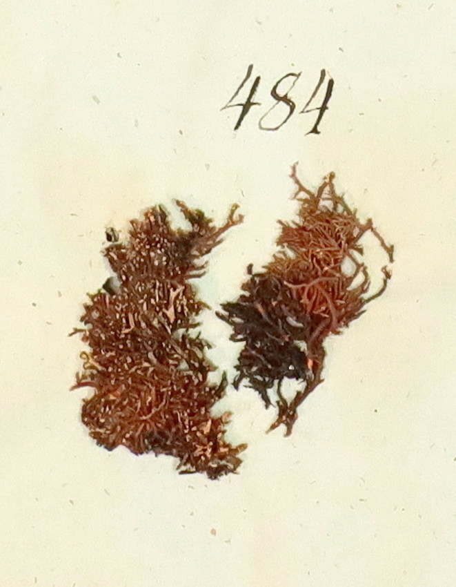Plante nr. 484 frå Ivar Aasen sitt herbarium. 


Planten er i same art som nr. 486 frå herbariet
