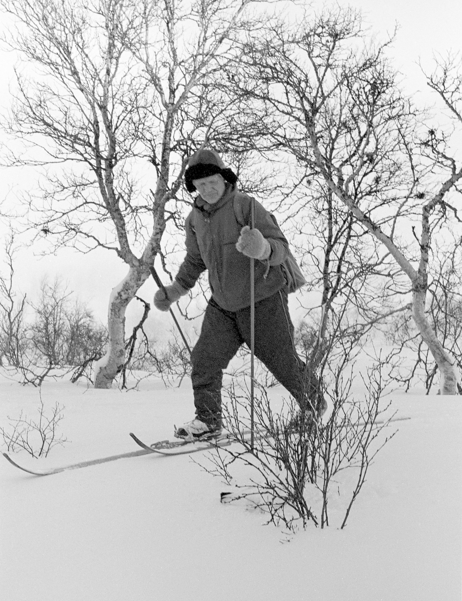 Snarefangst etter rype. Snarehase. Bildet er tatt i Sørli i Nord-Trøndelag i februar 1980.
