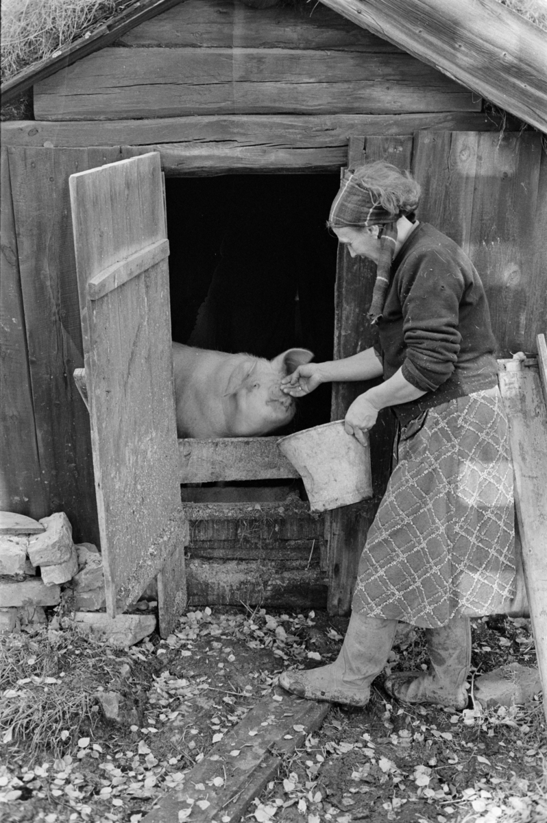 En kvinne mater en gris på Røros.
