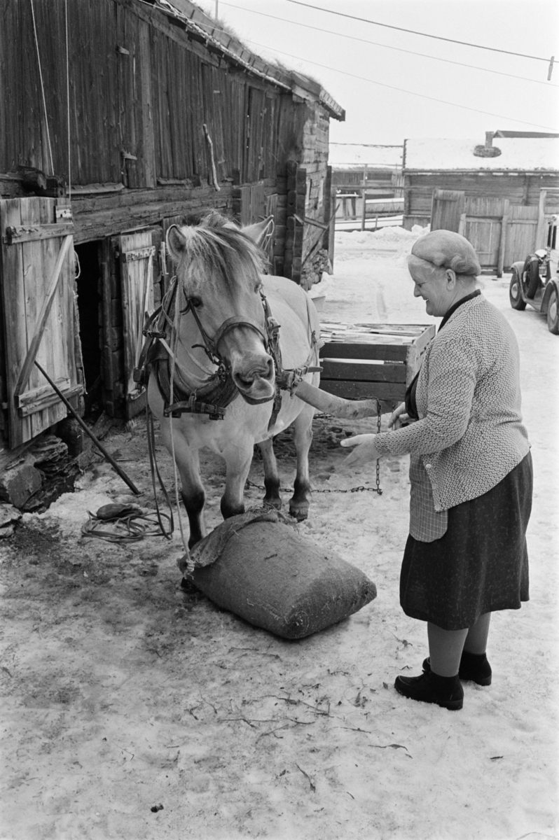 En kvinne mater en hest.