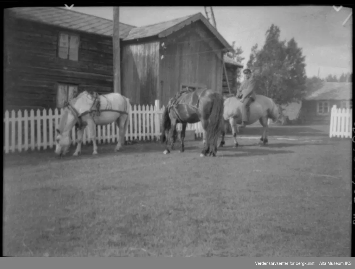 Mann og 3 hester, mannen rir på en hest mens de to andre står og spis gress.