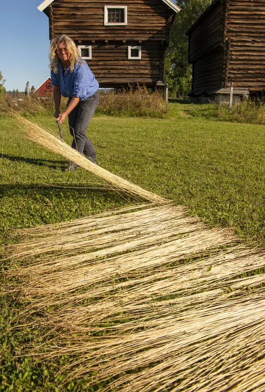 Kvinne i blå skjorte vender linstrå som ligger på bakken til tørk.