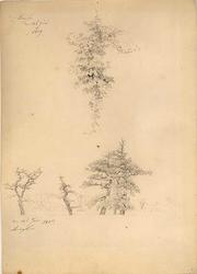 Studie av vinløv og bøketrær [Tegning]