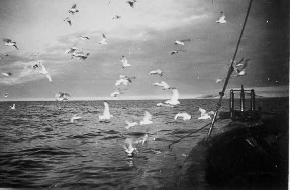 Et sort-hvitt bilde av måker som flyr ved siden av en båt.
