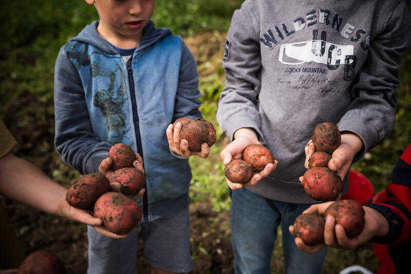Bildet viser tre barn som holder poteter.
