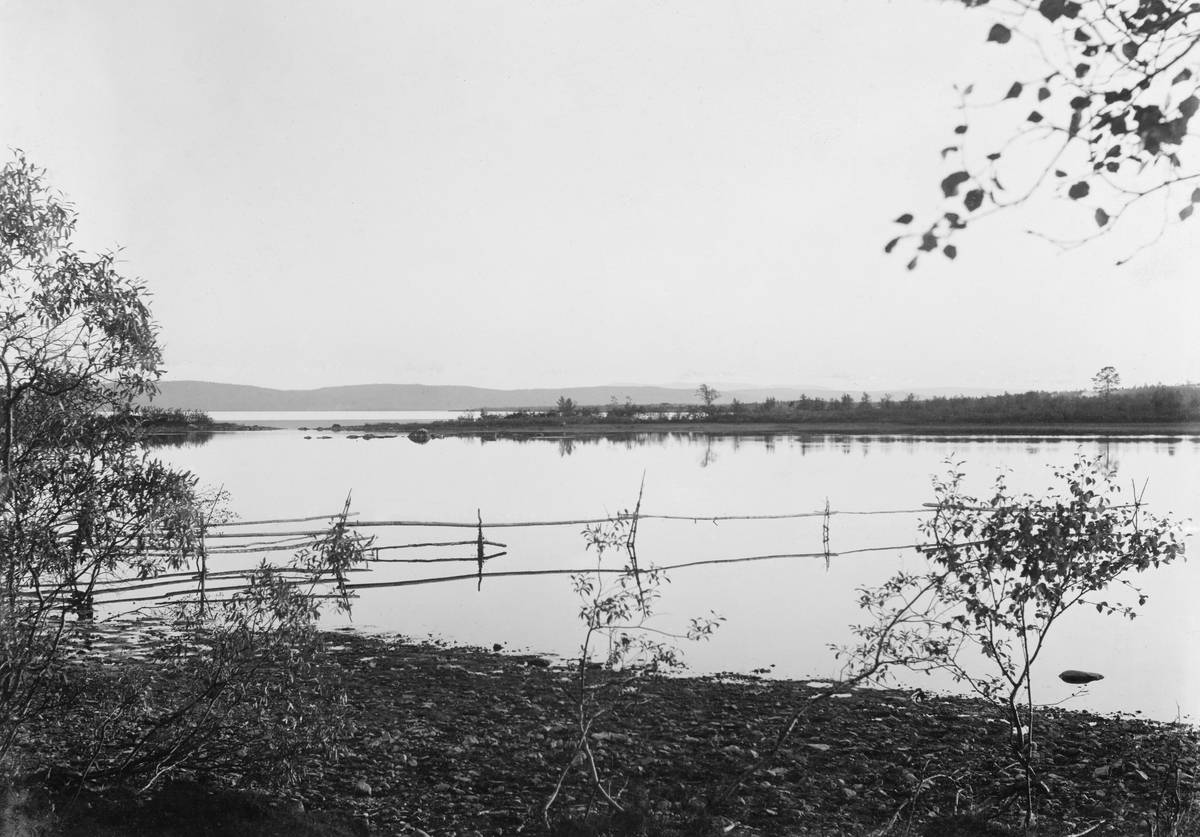 Innsjøen Salmijärvi, sett fra mudrete strandbredd med lauvkjerr.  I forgrunnen går et gjerde ut i vatne.  Vatnet ser ut til å være delt av et eid, en smal landtange med bjørkeskog ispedd enkelte furutrær. 
