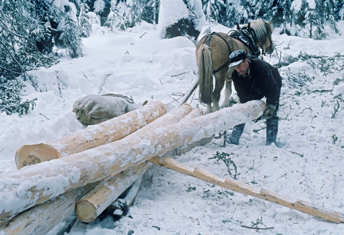 Lessing under tømmerkjøring i Nordre Osen (Åmot kommune i Hedmark) i februar 1980. Fotografiet viser tømmerkjøreren Ole Rismyr (1931-1984) fra Trysil idet han vendte på en tømmerstokk han skulle plassere på sleden. Dette var en «rustning», en todelt sledetype, der framsleden («bukken») hadde dreibar bank og var forbundet med baksleden («geita») ved hjelp av en jernkjetting. Kjørekaren var kledd i mørk jakke og bukse av vadmel. Han hadde snøsokker som dekte leggene og støvleskaftene og bar ei skyggelue på hodet. Over skuldra hang ei tømmersaks, som ble brukt som gripeklo under lessinga. Tømmerhesten var i dette tilfellet en fjording. Fotografiet er tatt i forbindelse med opptakene til fjernsynsfilmen «Fra tømmerskog og ljorekoie», som ble vist på NRK 1. mai 1981. Ettersom poenget med denne filmen var å synliggjøre strevet i tømmerskogen i den førmekaniserte driftsfasen, viser den driftsprosedyrer og redskap som bare noen få veteraner fortsatt brukte på opptakstidspunktet