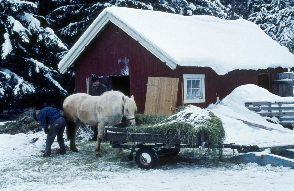 Smeden Alf Kolstad (1906-1996) fra Stange skor hest ved Austlikoia i Løten, Hedmark.