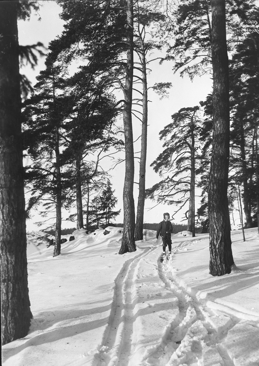 En gutt går på ski uten staver gjennom furuskogen. Fotografert vinteren 1907.