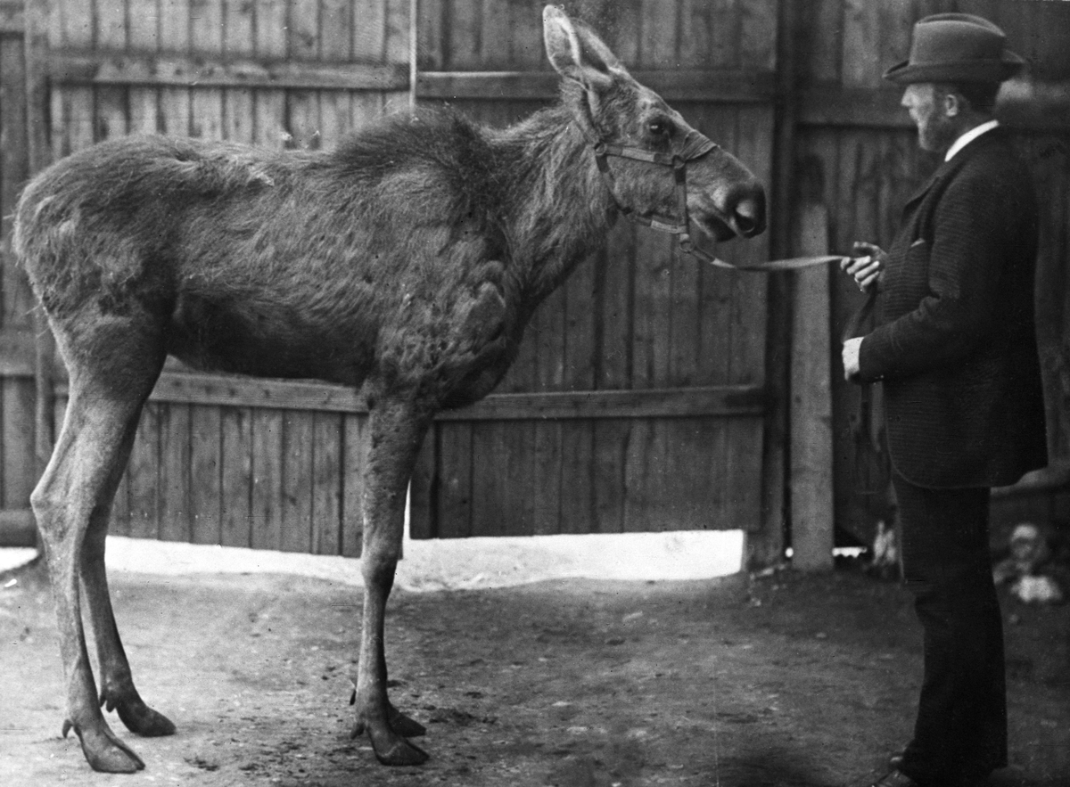 Mann står foran en elg med bissel. Fotografert 1923.
