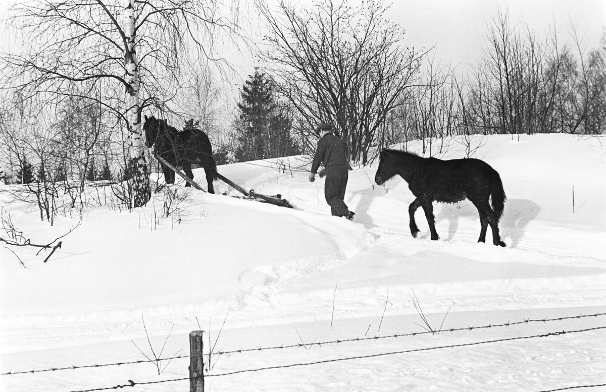 Mann med hest og føll på vinterføre. Antatt på Haugsbygda, Ringerike.
Fotografert 1941.