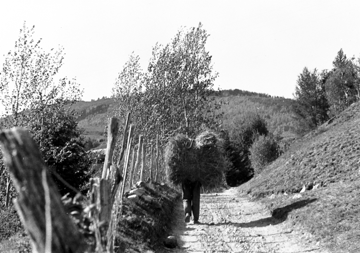 Høyonn i fjellet, mann frakter høyballer på ryggen. Fotografert 1941.