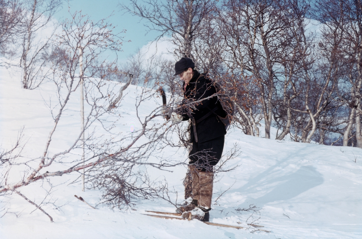 Snarefangst etter rype, Lesja i mars 1968. Edvard Dorseth, Lesjaverk setter i stand rypegarden med kløfter og snarer.