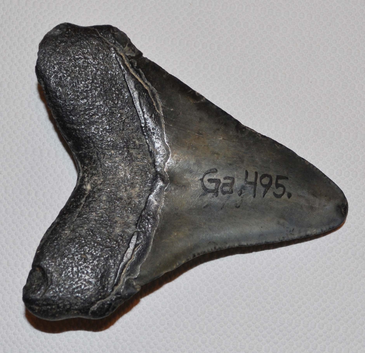 Fossil hajtand av arten Charcharocles megalodon, en stor vithaj som levde under tertiärtid och dog ut för en eller hågra miljoner år sedan. Tanden är troligtvis importerad, sannolikt från USA.