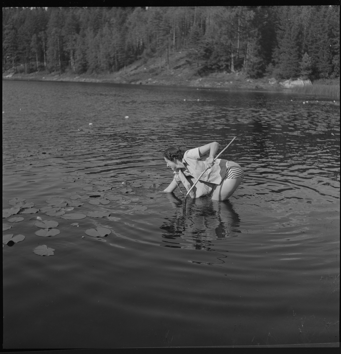 Kerstin Åsén jagar näckros i en sjö, aug 1950