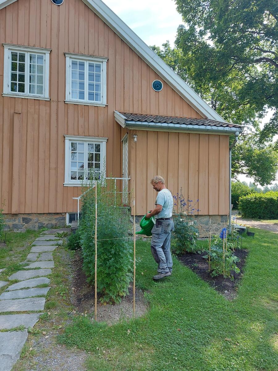 Bildet viser en gartner som vanner planter
