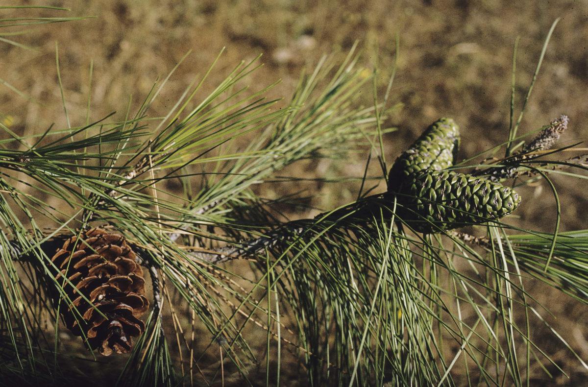 Aleppofuru (kongler), Pinus halepensis. Gokova.