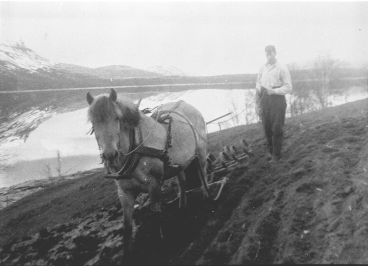 Mann harver med hest og en fjærharv på gården Annamo ved Skoddebergvann.