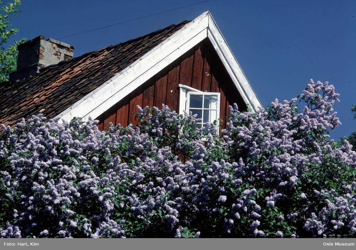 Hønse-Lovisas hus, blomstrende syrinbusker
