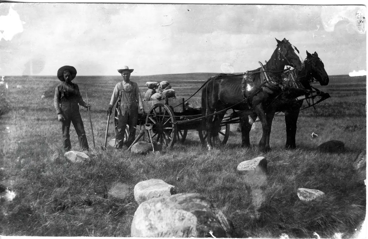 To menn rydder et jorde for stein. To hester står forspent ei vogn fylt opp med stein.