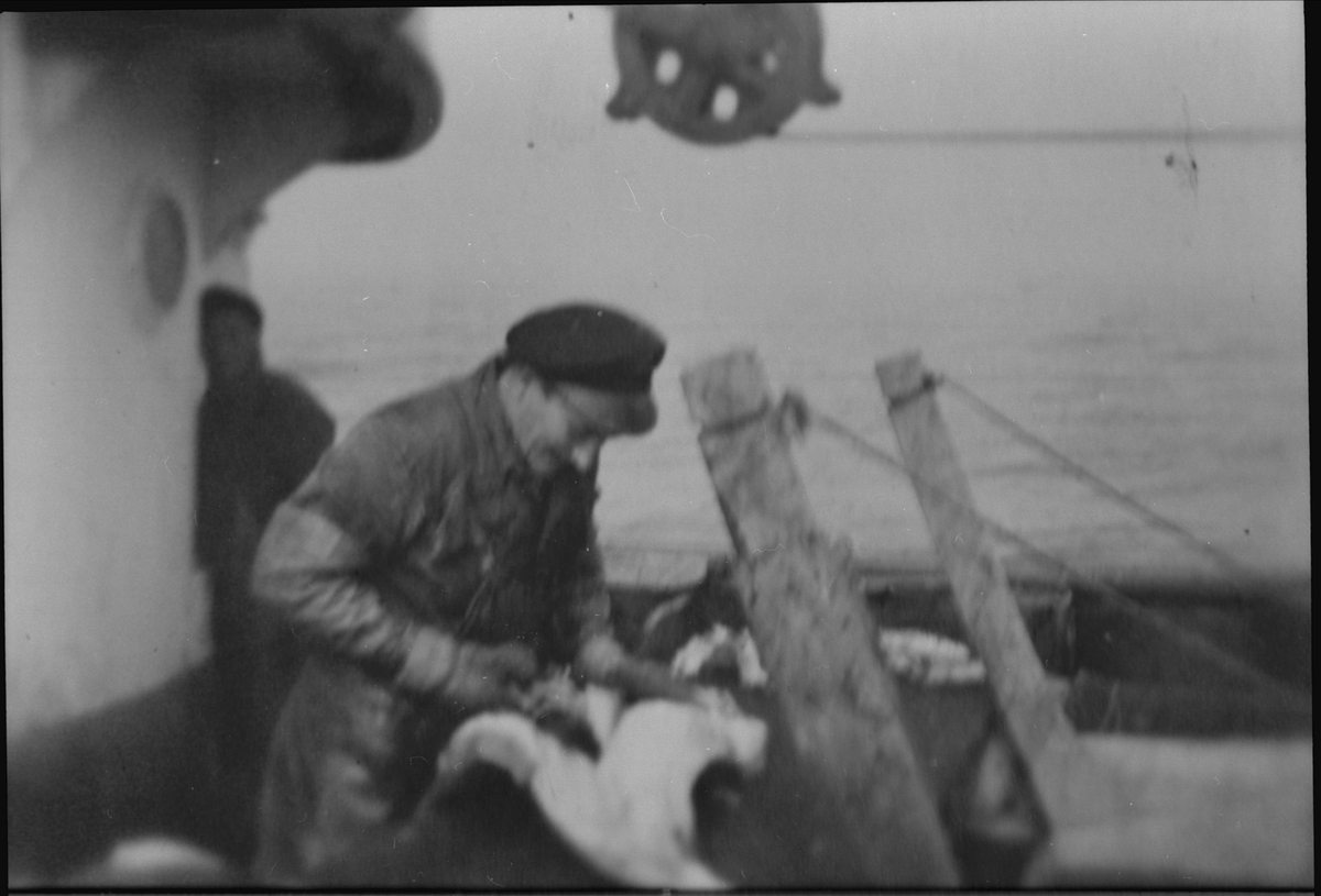 Fisker flekker torsk på romluka ombord i M/S "Grøyven".