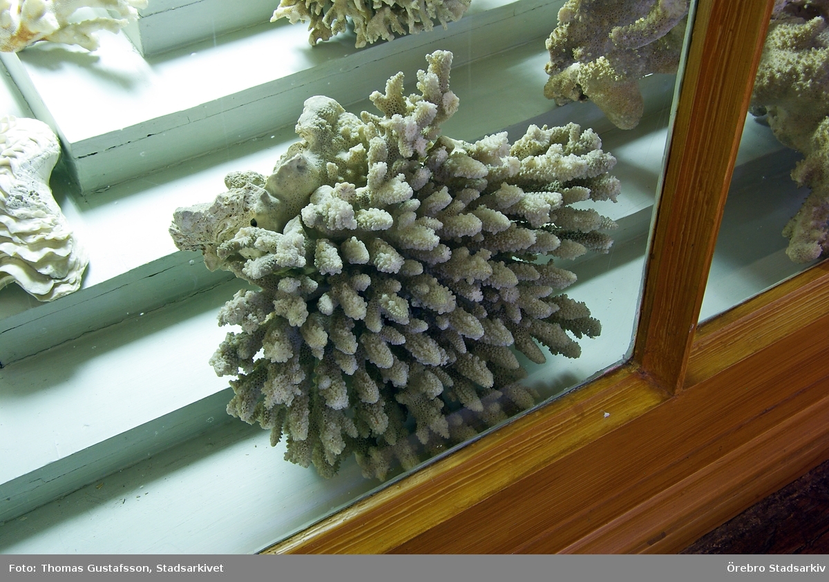 Koraller på Biologiska museet