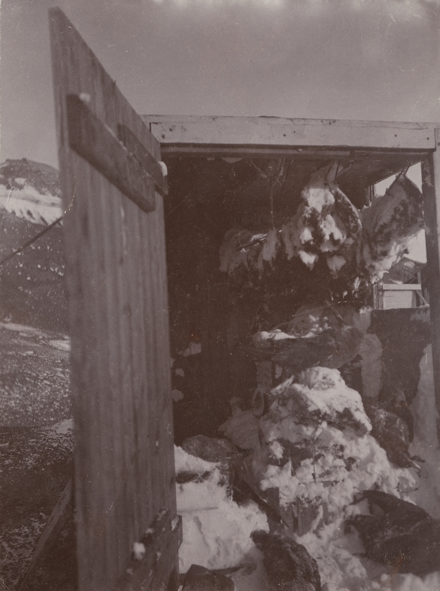 Fotografi från första svenska Antarktisexpeditionen 1901-1904. Motiv av träbyggnad som liknar ett förråd. I förrädet hänger pingvinkött.