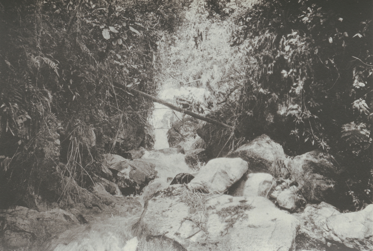 Fotografi från kuvert märkt med "Ernst Nordenskjöld". Motiv av bäck som rinner genom djungel.