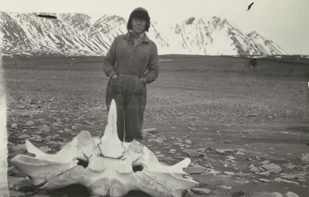 Diverse bilder ur Fred Goldbergs samling. Motiv av Thea Ahlberg vid djurskelett på Novaja Zemlja.