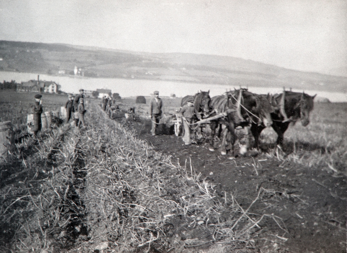 Potetplukking på Toftes Gave, Nedre Sund, Helgøya. Firspann med hester trekker potetopptager. Barn i arbeid.