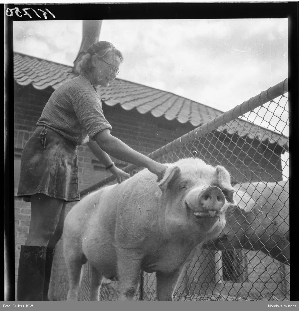 507 B Ultuna. En kvinna tar hand om en stor gris.