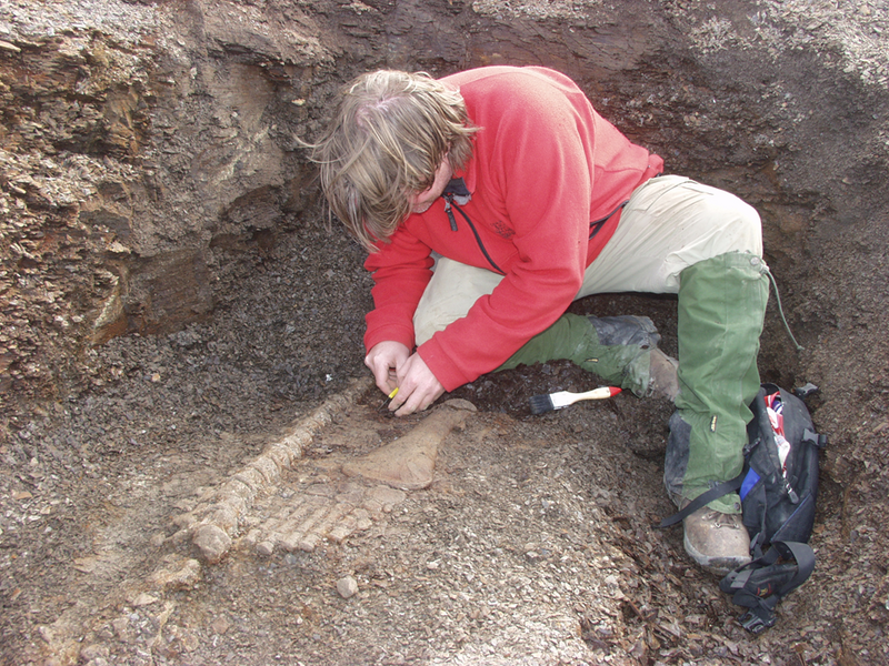 Bilde av mann som graver fram fossiler etter havøgler.