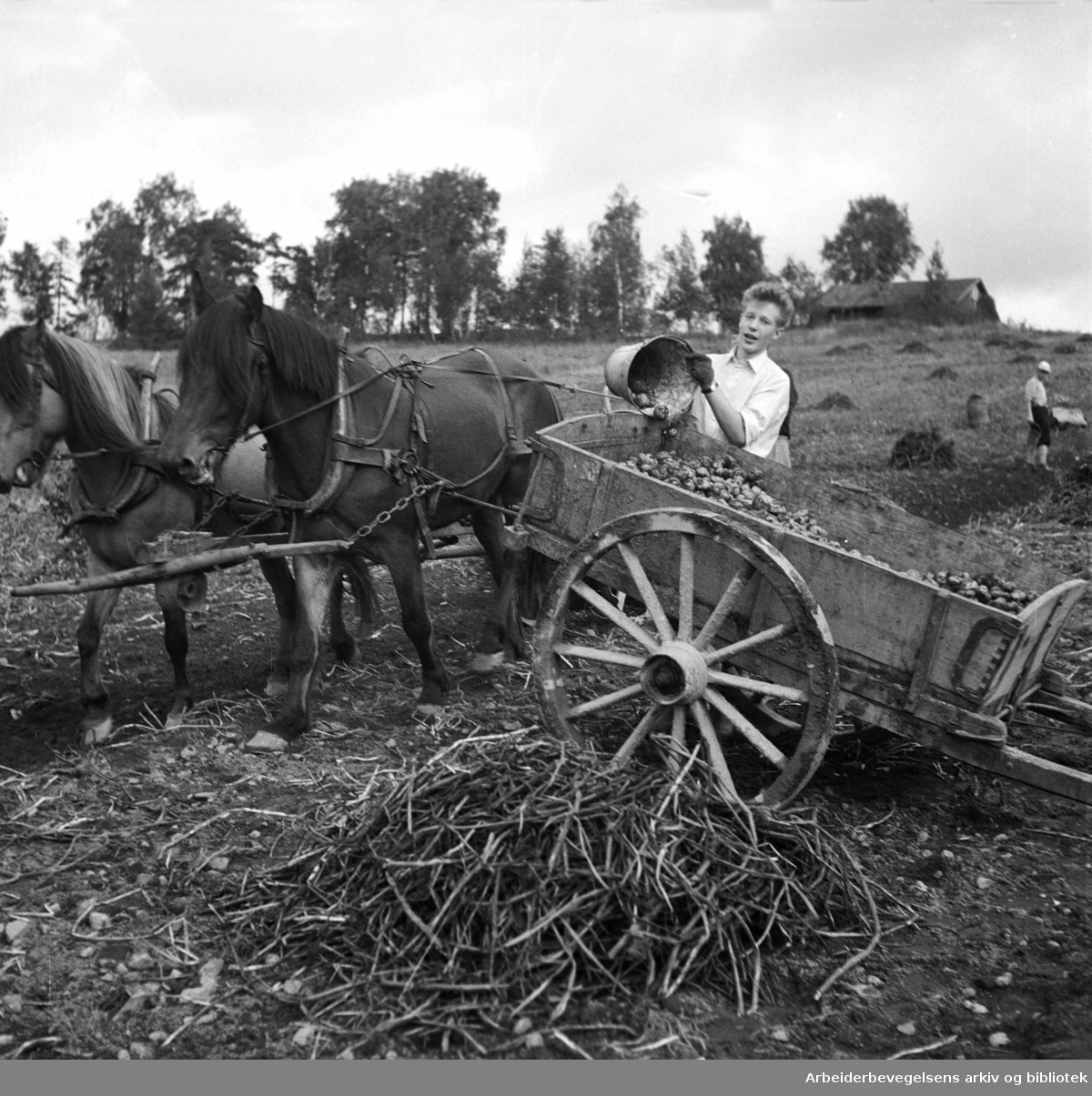 "Ungdommens arbeidstiltak". Medlemmer av Torshov AUL plukker poteter på Alfaset. 25. september 1950.
