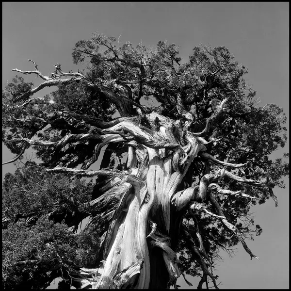 Joshua Tree, Yosemeti National Park, California [Fotografi]
