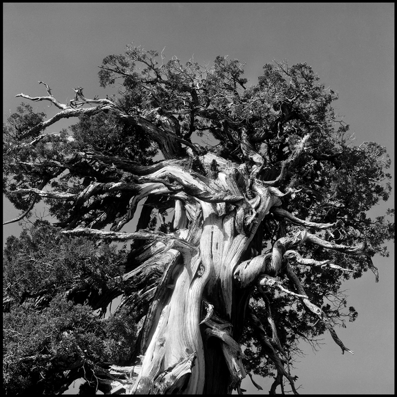 Joshua Tree, Yosemeti National Park, California [Fotografi]