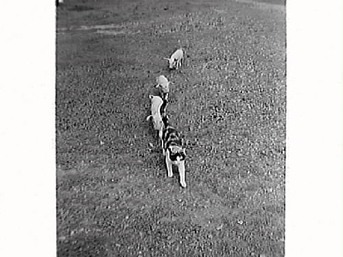 En kavat katt leder truppen av fem små griskultingar över gräsytan.