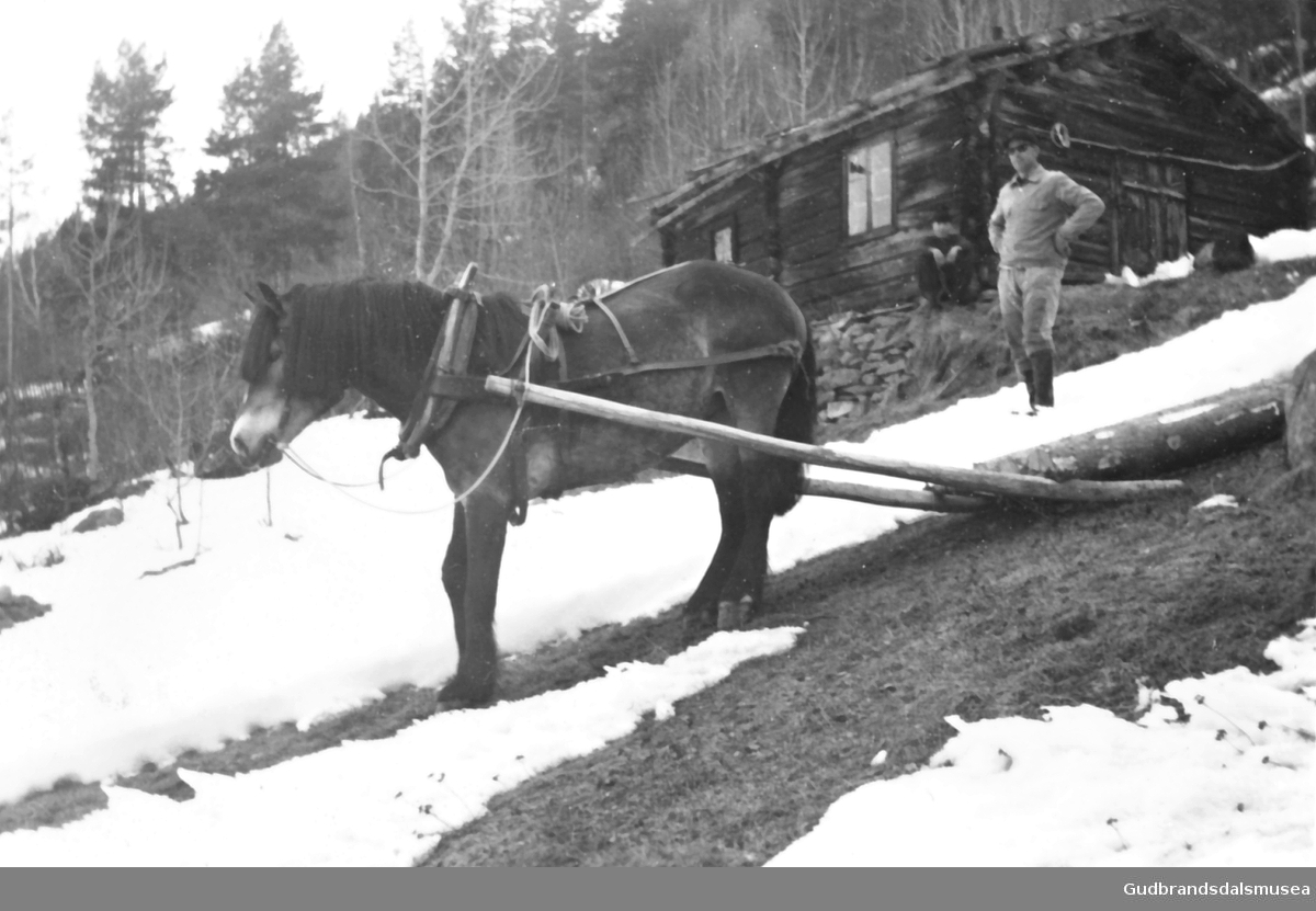 Håkon Ørjasæter (f. 1930) køyrer tømmer i Grimstadgjerdet