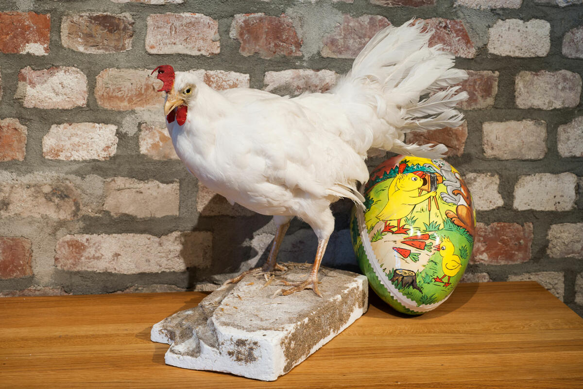 En utstoppet høne og et påskeegg med tegning av en kylling med kamera