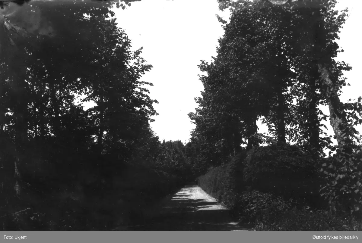 Orkerødallèen, Jeløy, Moss sommer ca. 1915. Også kalt Ranebergveien. Nydelig granhekk innerst, store trær utenfor, granhekken er i dag borte.