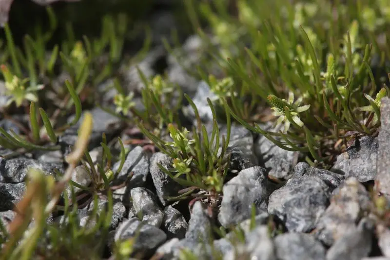 Grønn, liten plante med bladrosetter, som vokser i grus.