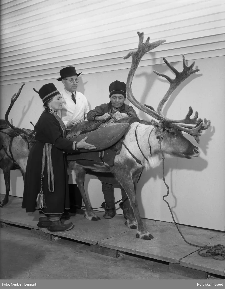 Ernst Manker med samerna Mattias och Sigga Kuoljok vid bygget av 1947 års skådesamling, Nordiska museet. Här klövjas en av renarna.