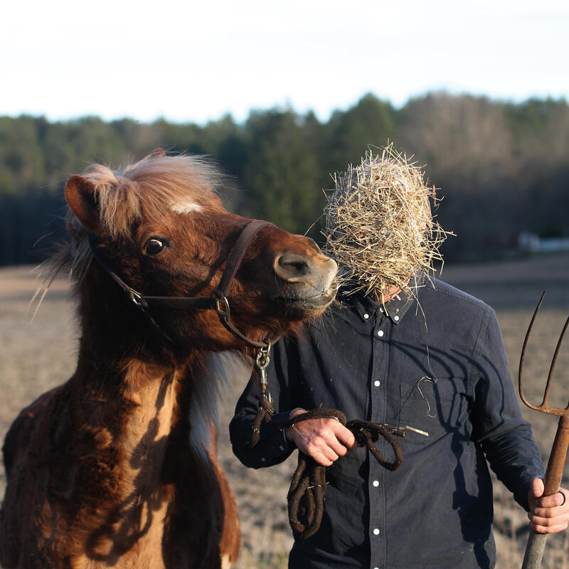 En person holder en hest. Personen har hodet dekket av høy som hesten prøver å spise
