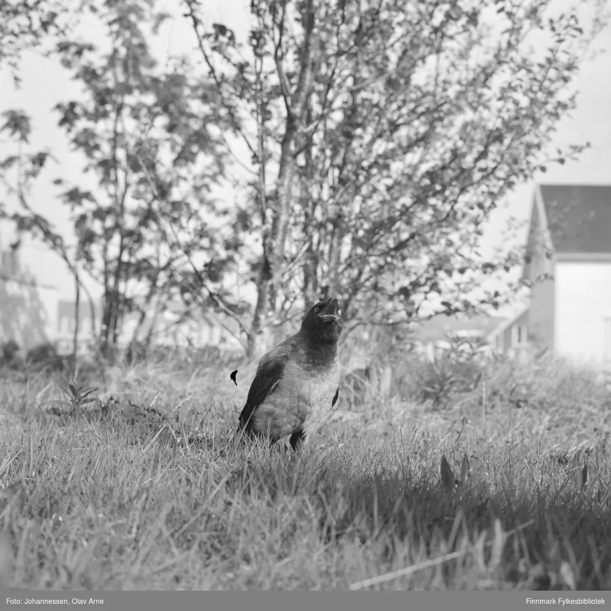 En kråke poserer i noen hage, trolig i Båtsfjord på 1970-tallet