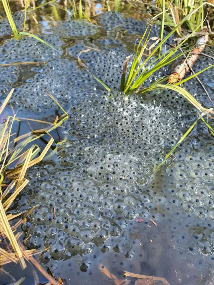 Fotografi av klaser med froskeegg mellom strå og siv i vannkanten